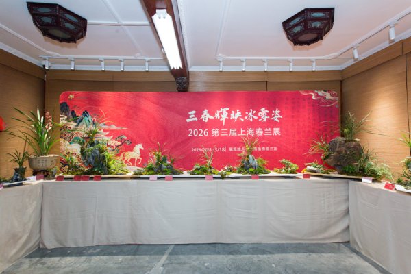 长三角春兰名品齐聚上海!第三届春兰展今天启幕,非遗传承人现场“传技”