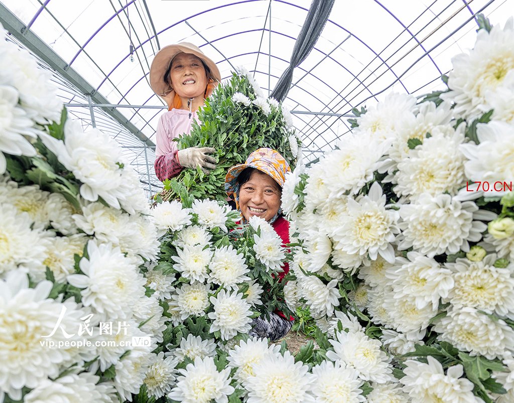 江苏泗洪：订单菊花开出致富花